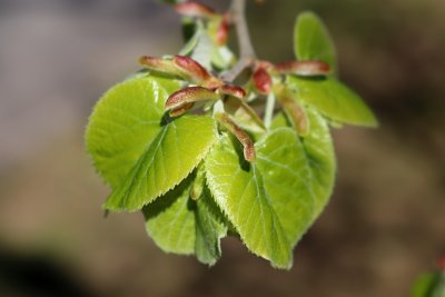 Tilia tomentosa - lípa stříbrná - list